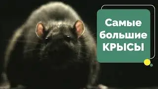КРЫСЫ монстры. А ты видел?