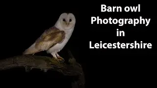 Des Ong's wildlife photography hides in Leicestershire.