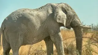 Namibia :: 14 :: Etosha 2