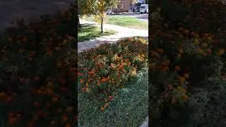Я счастливая иду домой