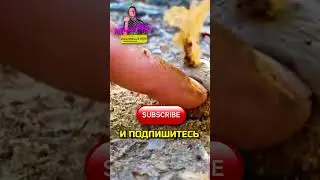 Бегите если увидите этот гриб!