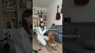 Команды, которым можно научить щенка