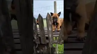 Как тренируются бесстрашные псы! #dog#dogsvideo
