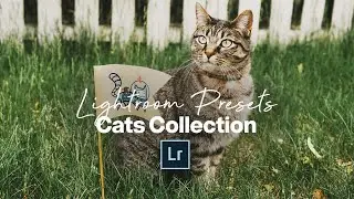 LIGHTROOM PRESETS for Edit Cat Photography / Tsuki Visuals