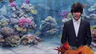 Endangered Coral Reefs