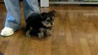 Yorkie - first day home