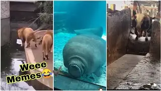 Gülmekten Kopacağınız Komik Eğlenceli Videolar - WEE TİKTOK ANIMALS 2021