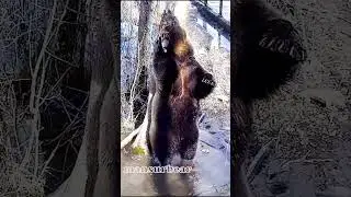 Медвежий самомассаж🐻🌸+ чистые ножки /Bear Mansur