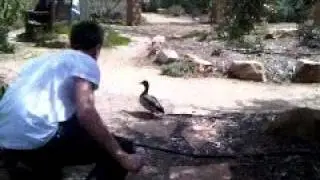 parev duck.3GP