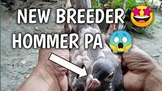 Bagong breeder homer pa ayos.