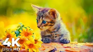 Baby cat is playing with her mother #shorts