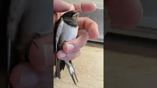 Деревенская ласточка