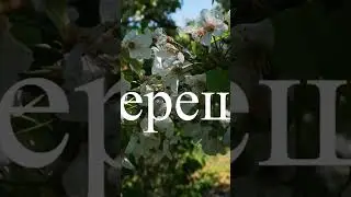Цъфтеж на овошки