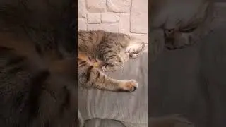 #кисонька #кошки #cat #кошка #отдыхает #тесса