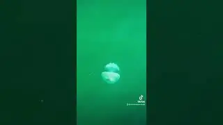 Огромные медузы в чёрном море. Батуми. Осень 2021