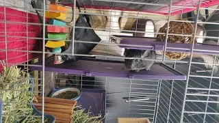 A day in the life of a Chinchilla