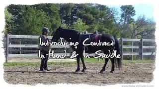 How to Introduce the Gaited Horse to Accept and Follow Snaffle Bit Contact