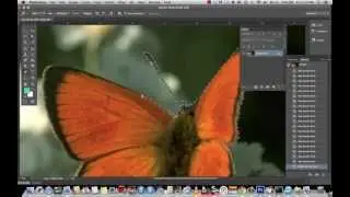 Basic Workshop 1 : Butterfly (Photoshop)