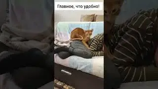 что еще для счастья надо) #интересно #cat #тренд #кот #котики #котик #смешно #юмор #лекс #ориентал