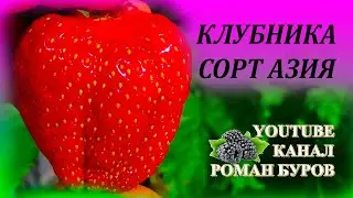 Крупноплодная садовая земляника АЗИЯ. Обзор клубники сорта Азия. Какой сорт земляники посадить.