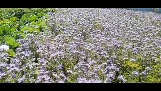 Фацелия - отличный сидерат и медонос