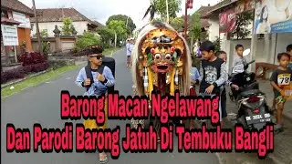 Barong Cat (Macan)  Ngelawang Galungan Dan Parodi Barong Jatuh Di Tembuku Bangli