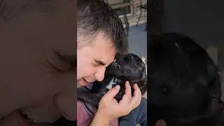 Puppy Mistreats Owner for Pleasure 🙏