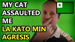 La kato min agresis | My cat assaulted me