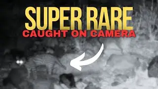Rare Animal Encounters Caught on Camera