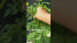 Red & White aparajita/ Butterfly pea plant/ Rare Aparajita flower plant/ Aparajita plant