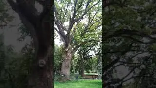 Дуб 1517 года в Харькове !!!