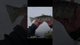 Ох какая форелька 
