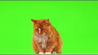 2. Green Screen 🐱🐈 (No Copyright)