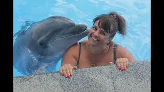 10 interesting facts about DOLPHINS