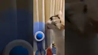 This Cat loves the taste of a fan, an actual fan #shorts