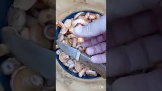 За рыжиками! Прогулка по лесу.