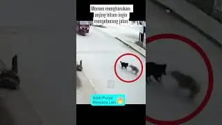 Momen mengharukan  anjing hitam ingin menyeberang jalan
