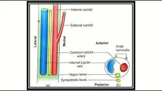 Contents of carotid sheath MRCS question solve (CRACK MRCS)