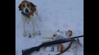 #Охота на зайца. Наехал лыжней на зайца 14.01.22г.