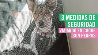 Seguridad en coche con perros