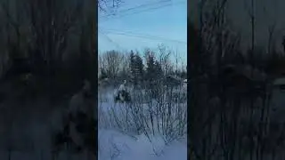 Собаки или волки?