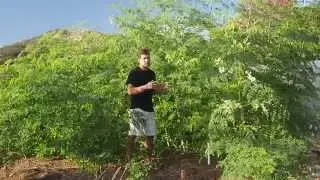 Grow Moringa Trees for Leaves - See What's Possible In Only 3.5 Months!