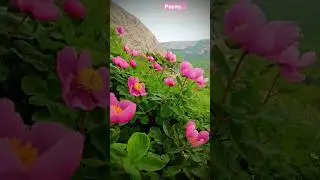 Peony...