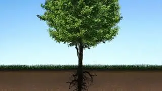 Ways to Grow Healthy Roots of Leadership in Leaders