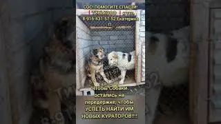 повтор..ОНИ МОЛЯТ О ПОМОЩИ...их ВТОРОЙ РАЗ везут НА СМЕРТЬ! SOS! UPD на 11 июня Помощи почти нет..!