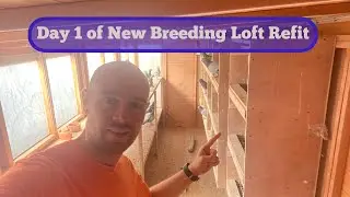 New breeding loft for pigeons. Day 1