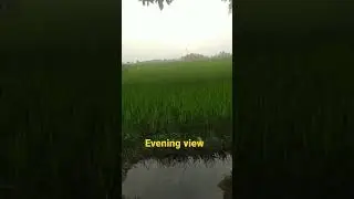 Amazing Evening View #viralhits #shorts
