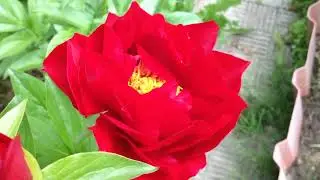 Пион Макинак гранд (Mackinac Grand )