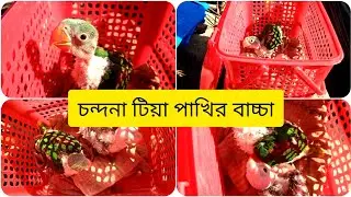বাড়িতে এলো চন্দনা টিয়ার বাচ্চা 🦜|টিয়াপাখি|চন্দনা টিয়া|Indian parrot|talking parrot 🦜🦜🦜🦜