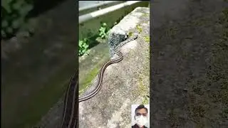 snake video || 🔥🤯😱 #shorts #shortfeed #short